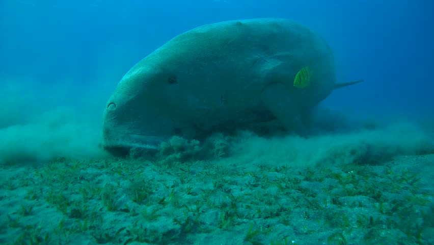 what do sea bottom dwellers eat What do sea bottom dwellers eat